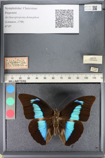 Media type: image;   Entomology 137354